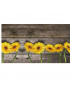 PASSATOIA JOKE PARQUET SUNFLOWER m 24 h 0,50 OLIVO